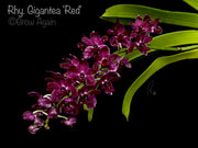 Rhy. Gigantea 'Red'